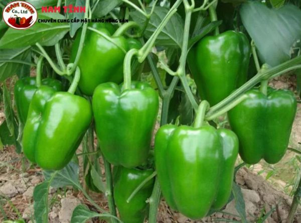 Nông Sản Nam Tĩnh – Công Ty TNHH Nam Tĩnh