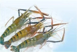 Công Ty Cổ Phần Xuất Nhập Khẩu Hải Sản Nha Trang