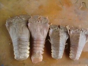 Công Ty Cổ Phần Xuất Nhập Khẩu Hải Sản Nha Trang