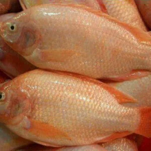 Thủy Hải Sản Hoa Sen  – Công Ty TNHH Xuất Nhập Khẩu Nông Sản Và Thủy Sản Hoa Sen