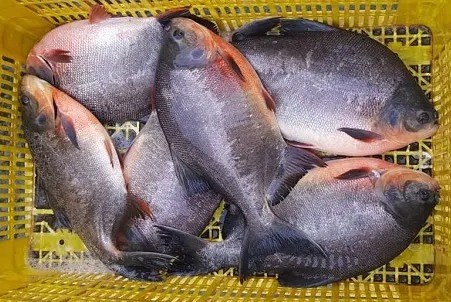 Bột Cá Việt Trường – Công Ty TNHH Việt Trường