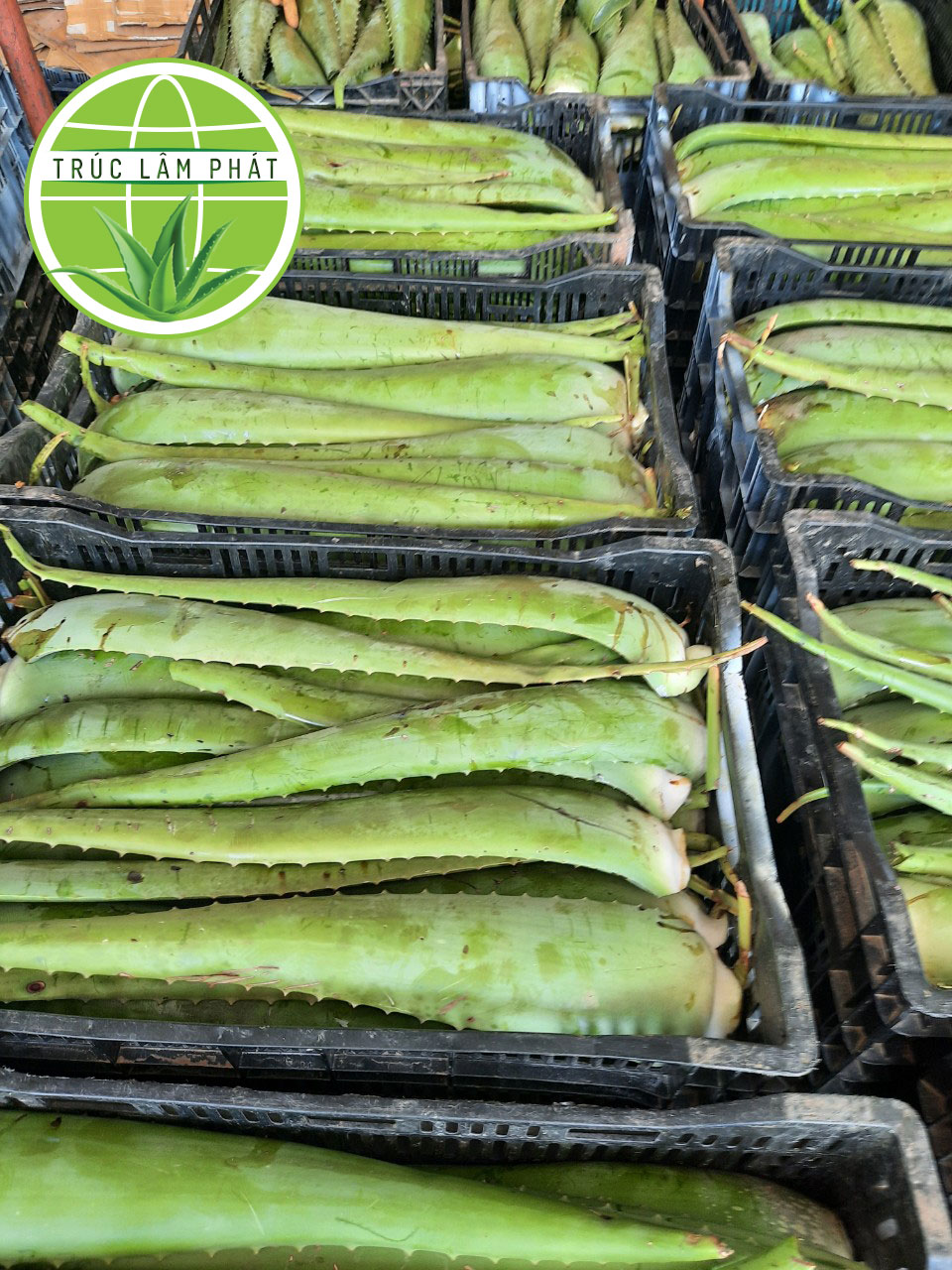 Công Ty TNHH Thương Mại Dịch Vụ Trúc Lâm Phát