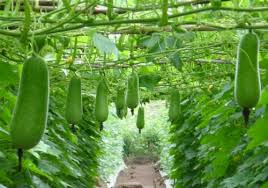 Công Ty TNHH Công Nghệ Môi Trường Niềm Tin Việt