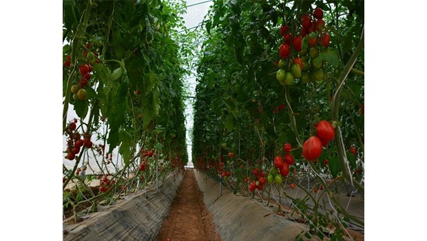 VINASEED – Công Ty Cổ Phần Giống Cây Trồng Trung Ương