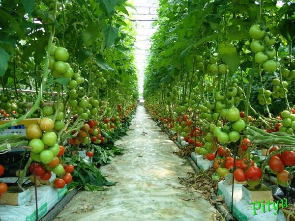 Công Ty TNHH Công Nghệ Môi Trường Niềm Tin Việt