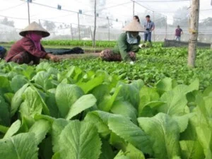 Cung Cấp Rau Sạch – Công Ty Cổ Phần Nông Sản Thực Phẩm Thành Nam