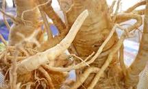 Công Ty Cổ Phần Dược Phẩm Thiên Nguyên