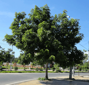 Cây Xanh Sơn Hà – Doanh Nghiệp TN Cây Xanh Trang Trí Sơn Hà Việt Nam
