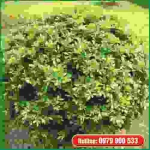 Cây Xanh Green Life – Công Ty TNHH Thương Mại Dịch Vụ Cây Xanh Green Life