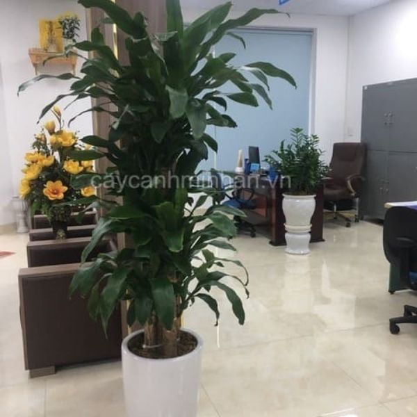 Cây Cảnh Minh An – Công Ty TNHH Đầu Tư Phát Triển Dịch Vụ Và Thương Mại Minh An