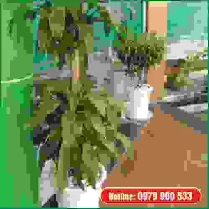 Cây Xanh Green Life – Công Ty TNHH Thương Mại Dịch Vụ Cây Xanh Green Life
