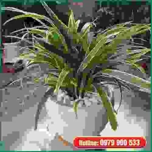 Cây Xanh Green Life – Công Ty TNHH Thương Mại Dịch Vụ Cây Xanh Green Life