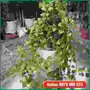 Cây Xanh Green Life – Công Ty TNHH Thương Mại Dịch Vụ Cây Xanh Green Life