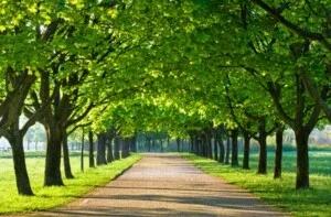 Cây Xanh Sơn Hà – Doanh Nghiệp TN Cây Xanh Trang Trí Sơn Hà Việt Nam