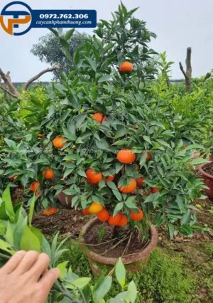 Cây Cảnh Phạm Thương