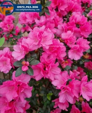 Cây Cảnh Phạm Thương