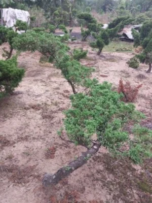 Nhà Vườn Đài Việt