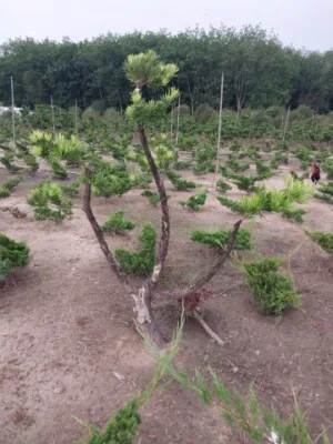 Nhà Vườn Đài Việt