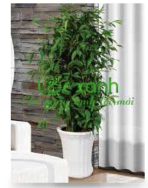 Công Ty TNHH Dịch Vụ Lộc Xanh