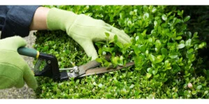 Công Ty Cổ Phần Dịch Vụ Kỹ Thuật Hoa Cây Cảnh Hoàng Anh