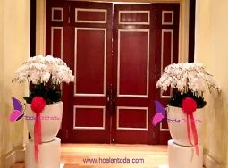 Công Ty TNHH Hoa Lan TODA