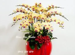 Công Ty TNHH Hoa Lan TODA