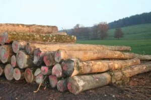 Gỗ Mỹ Đức – Công Ty TNHH Gỗ Mỹ Đức