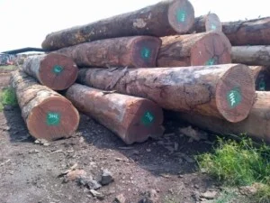 Gỗ Mỹ Đức – Công Ty TNHH Gỗ Mỹ Đức