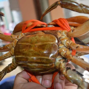 Cua Biển Việt Nam