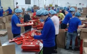 Cung ứng Nhân Lực PSO – Công Ty TNHH Dịch Vụ PSO