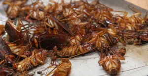 Công Ty TNHH Thương Mại Dịch Vụ Trừ Mối Khử Trùng Hải Long