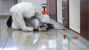 Diệt Côn Trùng Pest Kill 247 – Công Ty TNHH Thương Mại Dịch Vụ Kỹ Thuật Hoàng Trang Việt Nam