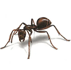 Dịch Vụ Diệt Côn Trùng Minh Quân INSECTS – Công Ty TNHH Minh Quân INSECTS