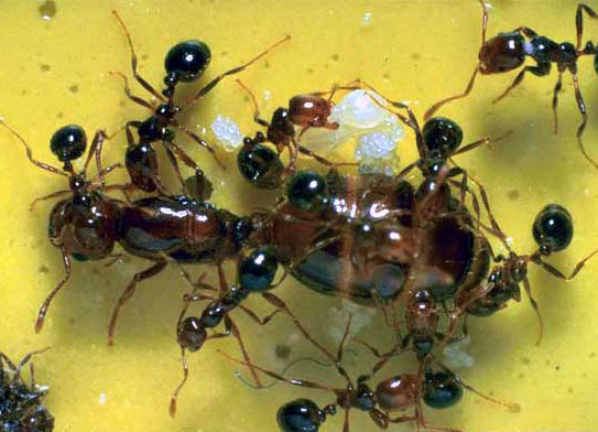 Công Ty Cổ Phần Phát Triển Trường Phát