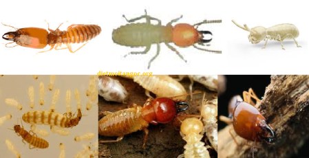 Diệt Mối Dũng Anh – Công Ty TNHH Đầu Tư Thương Mại Dịch Vụ Dũng Anh