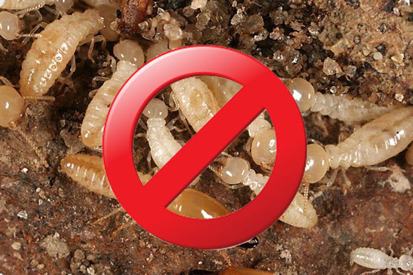 Trừ Mối Khử Trùng Hải Lâm – Công Ty Cổ Phần Chống Mối Khử Trùng Hải Lâm