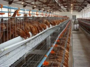 Công Ty TNHH Chăn Nuôi Tafa Việt