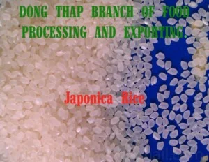 Chi Nhánh Chế Biến và Xuất Khẩu Lương thực Đồng Tháp – Tổng Công Ty Lương thực Miền Bắc
