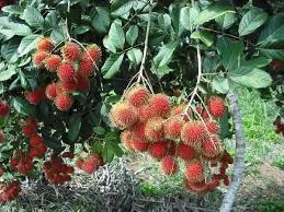 Hạt Giống Cây Trồng út Khiêm – Công Ty Hạt Giống Cây Trồng út Khiêm – Cái Mơn