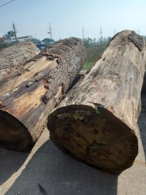Gỗ Tân Thành Long – Công Ty TNHH Một Thành Viên  Tân Thành Long (Gỗ Vân)