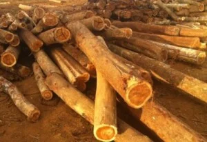 Công Ty TNHH Kỹ Nghệ Gỗ Trung Nguyên