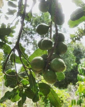 Công Ty TNHH Xuất Nhập Khẩu MACA HILLS