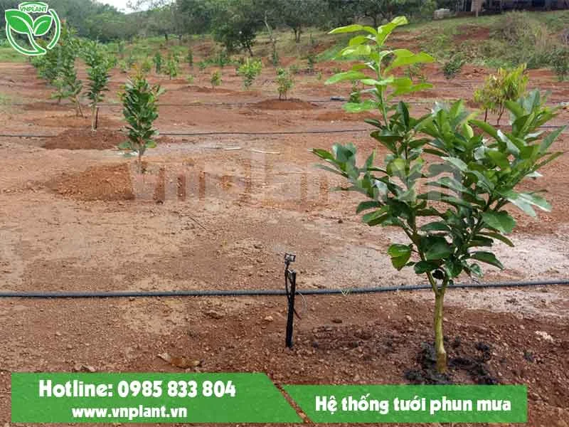 Hệ Thống Tưới Nông Nghiệp VNPlant – Công Ty TNHH Thương Mại Dịch Vụ VNPlant