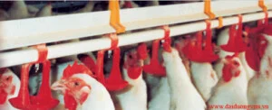 Thiết Bị Chăn Nuôi Lâm Tiến Phát – Công Ty TNHH Kỹ Thuật Thương Mại Dịch Vụ Lâm Tiến Phát