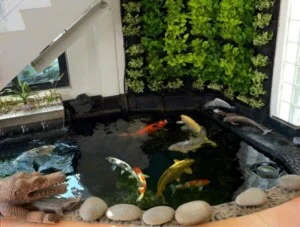 Thiết Kế Tiểu Cảnh Hồ Koi – Công Ty Cổ Phần Hoàng Thạch Văn Phú