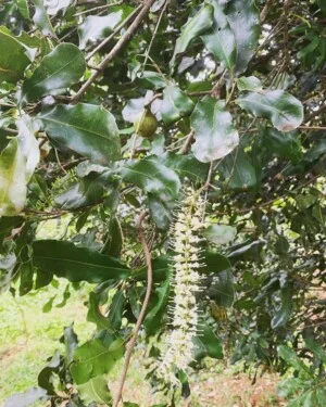Công Ty TNHH Xuất Nhập Khẩu MACA HILLS