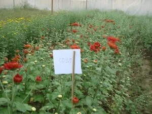 Trung Tâm Nông Nghiệp Công Nghệ Cao Khánh Hòa