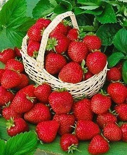Cơ Sở Cung Cấp Nông Sản Miền Tây