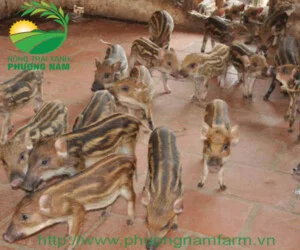 Giống Heo Rừng Phương Nam – Công Ty TNHH Nông Trại Xanh Phương Nam