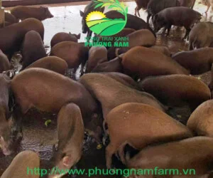 Giống Heo Rừng Phương Nam – Công Ty TNHH Nông Trại Xanh Phương Nam